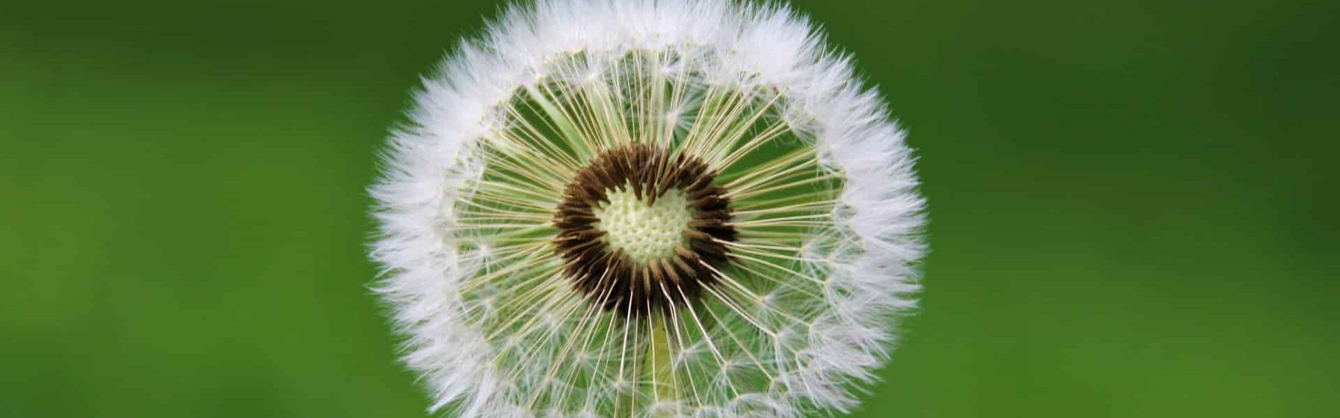 dandelion-4163657_1920