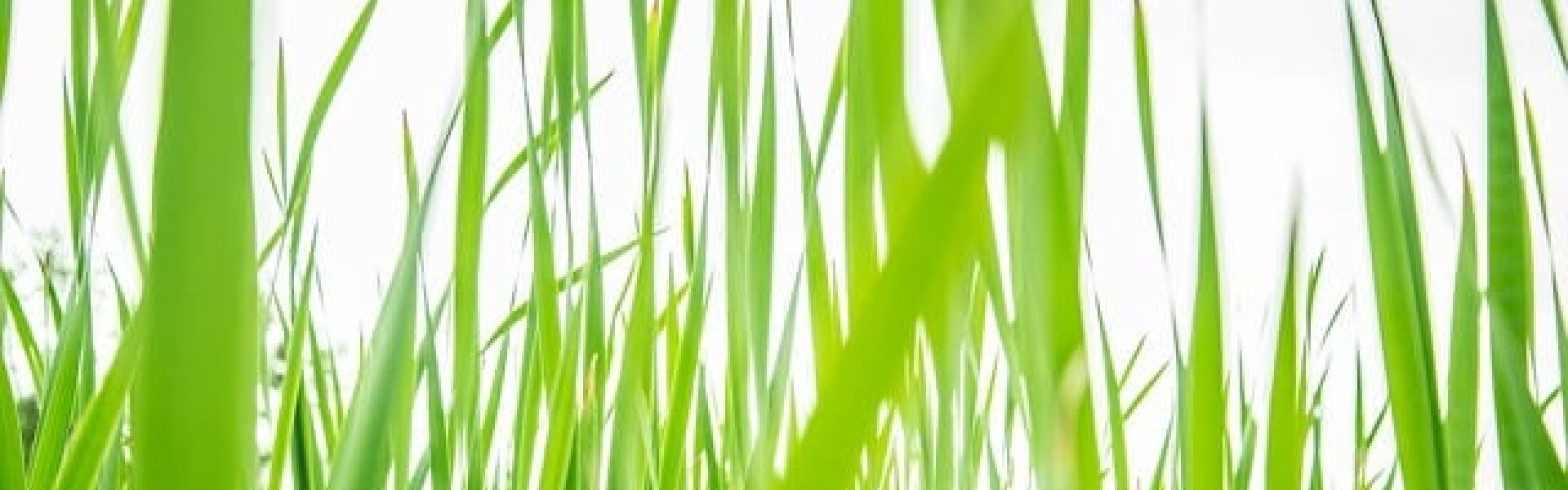 grass_small